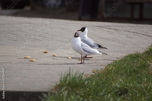 Śmieszka ,ptaki mewy ,mewy ,mewy śmieszki