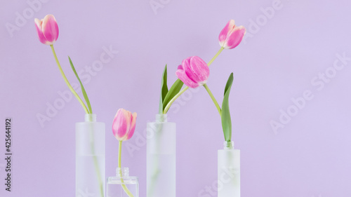 Fuchsia colored tulips in mate glass vases on violet background. Simple home decor idea with bud vases. On trend floral arrangement. Easter template, springtime, women's day, mother's day. Banner size © Karyna