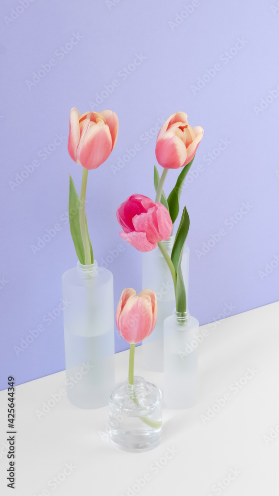 Fuchsia colored tulips in mate glass vases on violet background. Simple home decor idea with bud vases. Trendy floral arrangement. Easter template, springtime, women's day, mother's day. Vertical size Fuchsia colored tulips in mate glass vases on violet background. Simple home decor idea with bud vases. Trendy floral arrangement. Easter template, springtime, women's day, mother's day. Vertical size