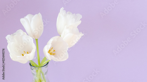 White tulips in vase on violet background. Simple home decor idea with bud vases. On trend floral arrangements. Template for Easter  springtime  women s day  mother s day.