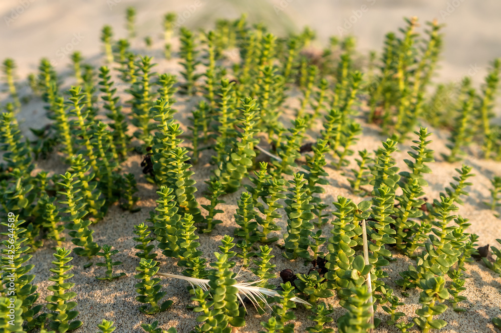 Young shoots on the sea sand. Sea mustard of the Baltic. Plants of the Curonian Spit.
