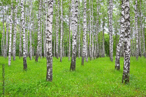 Fototapeta Naklejka Na Ścianę i Meble -  White black birch trees in the forest in summer, green grass