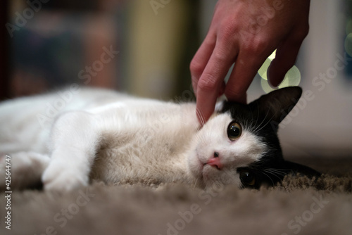 Fototapeta Naklejka Na Ścianę i Meble -  Gato joven encima de una alfombra descansando en el hogar mientras su dueño le da caricias.