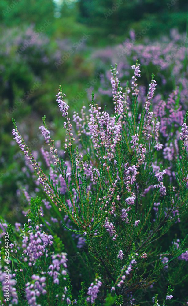 Fototapeta premium Close-up of fresh lavender flowers in the garden