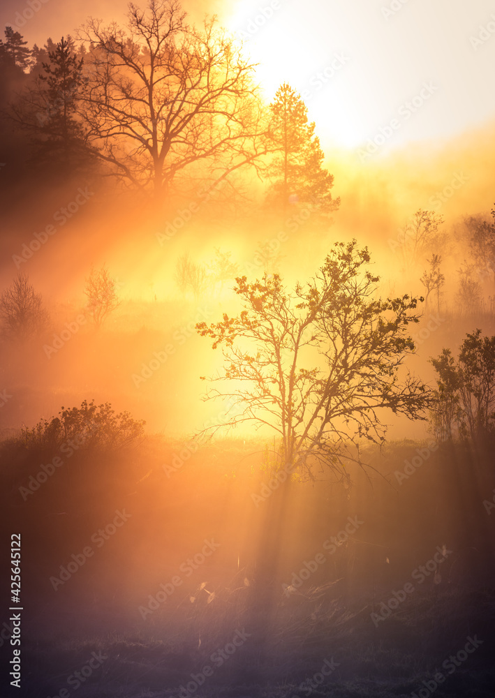 A beautiful misty morning in the river valley. A springtime sunrise with fog at the banks of the river over trees. Spring landscape in Northern Europe with mist and trees. A beautiful misty morning in the river valley. A springtime sunrise with fog at the banks of the river over trees. Spring landscape in Northern Europe with mist and trees.