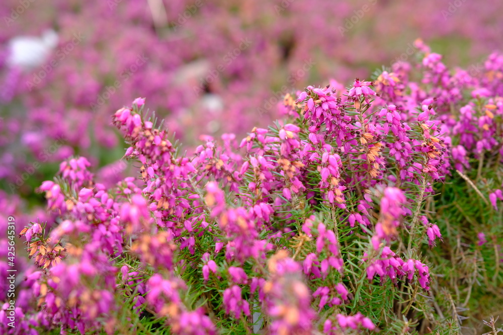 Blühende Heide Blühende Heide