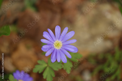 Bunde Frühlingsblüten