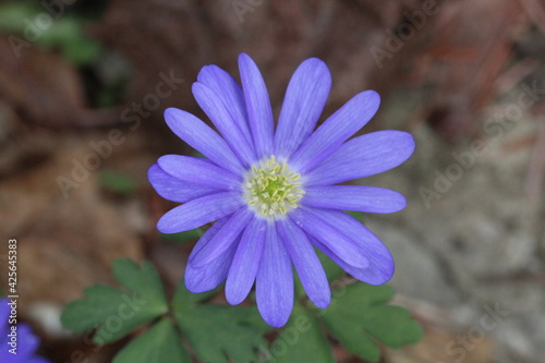 Bunde Frühlingsblüten