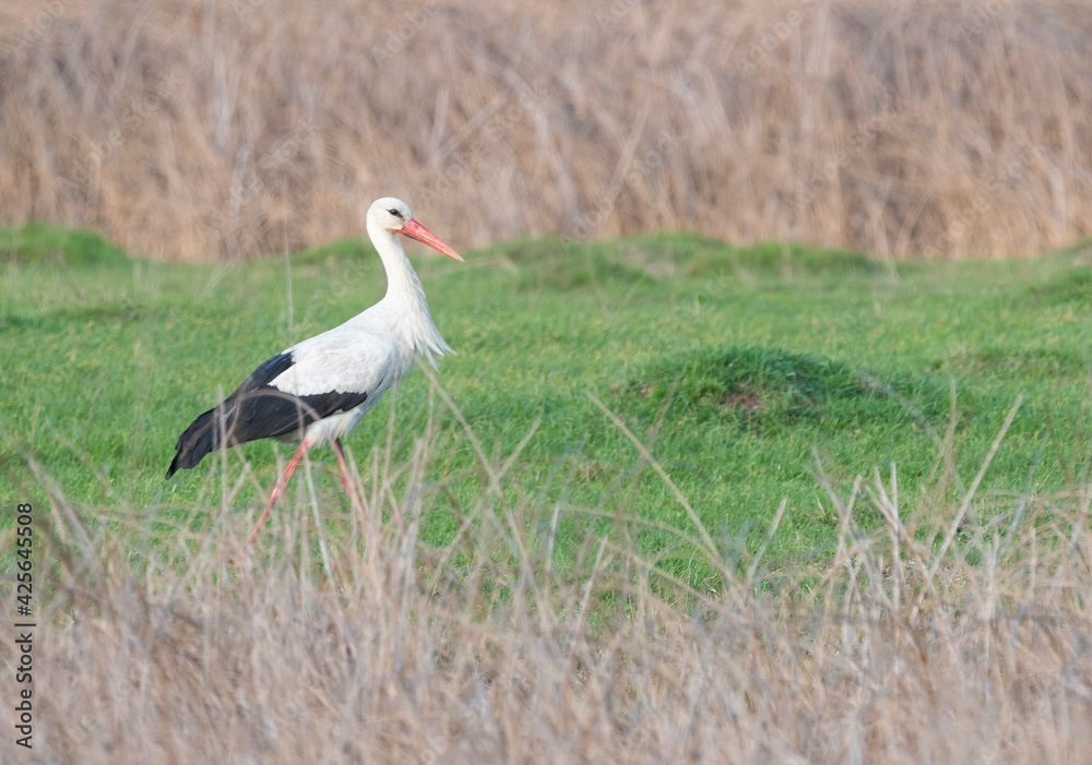 Ciconia ciconia in the sunset light Ciconia ciconia in the sunset light