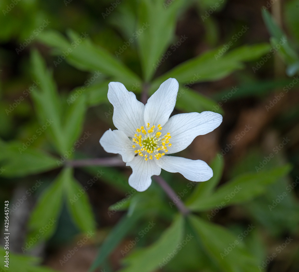 Wood anemone. Grove wildflower. Bos anemoon. Forest. Spring. Rheebruggen Uffelte Drenthe Netherlands. Wood anemone. Grove wildflower. Bos anemoon. Forest. Spring. Rheebruggen Uffelte Drenthe Netherlands.