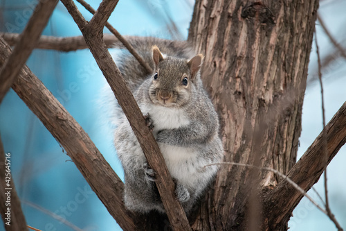 squirrel on a tree © Region Photos