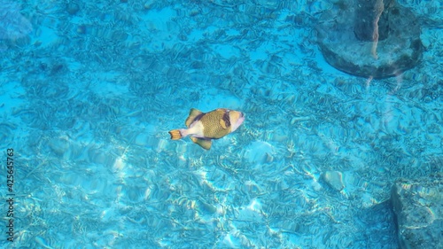 giant triggerfish in crystal clear water