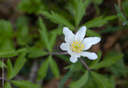 Wood anemone. Grove wildflower. Bos anemoon. Forest. Spring. Rheebruggen Uffelte Drenthe Netherlands.