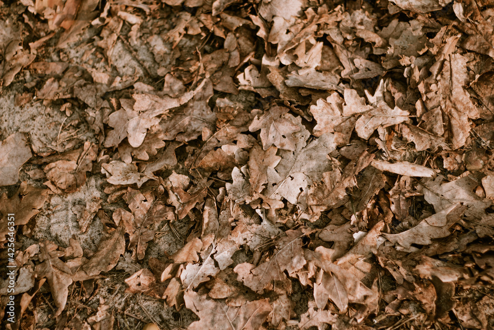 Background of dry brown leaves lying on the ground in the wood Background of dry brown leaves lying on the ground in the wood