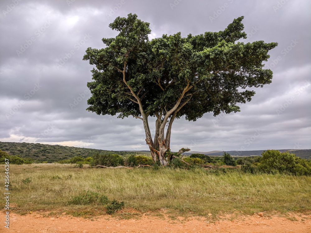 South african tree in the Addo Elephant National Park, Port Elizabeth Region, South Africa