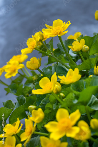 Daughter flower near water. Netherlands. Dotterbloem. Spring. photo