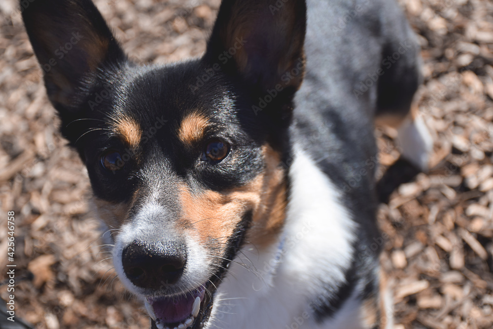 Closeup portrait of a dog that looks like Jack Russel Terrier Closeup portrait of a dog that looks like Jack Russel Terrier