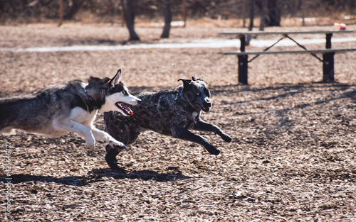 Two dogs running playing chasing each other at an off leash dog park