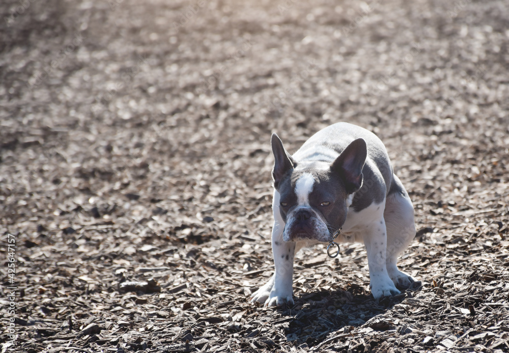 French bulldog is getting ready to poop standing on wood chips at dog park