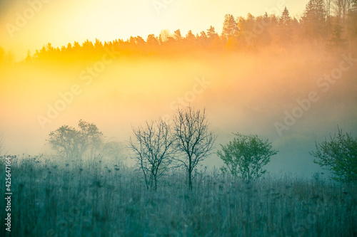 A beautiful misty morning in the river valley. A springtime sunrise with fog at the banks of the river over trees. Spring landscape in Northern Europe with mist and trees. © dachux21