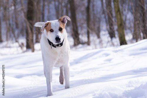 Fototapeta Naklejka Na Ścianę i Meble -  Dog in winter on a sunny day with the owner