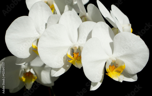 Branch of a blossoming white orchid on isolated black background.  Banner.  Selective focus. close-up.