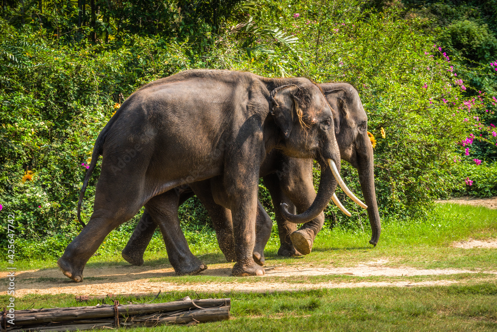 Two Asian Elephants Walking on a Grass with Lush Green Vegetation in Background