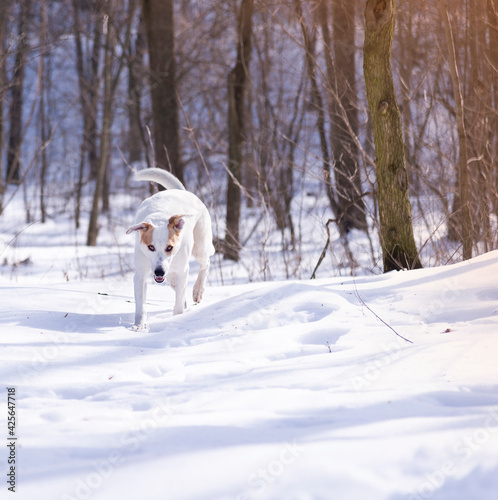 Fototapeta Naklejka Na Ścianę i Meble -  
dog outdoors in winter in the forest on a sunny day