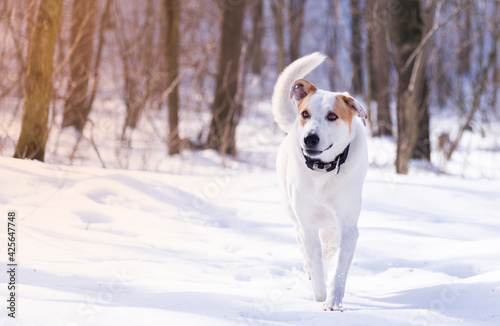 Fototapeta Naklejka Na Ścianę i Meble -  Dog in winter on a sunny day with the owner
