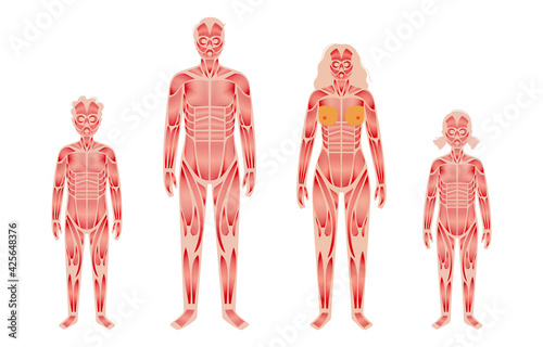 Human muscular system