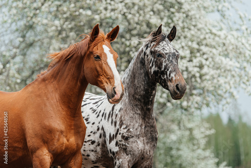 Two horses standing together in summer. Knabstrupper and trakehner breed horses.