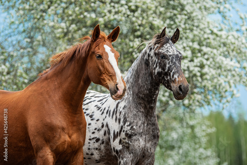 Fototapeta Naklejka Na Ścianę i Meble -  Two horses standing together in summer. Knabstrupper and trakehner breed horses.