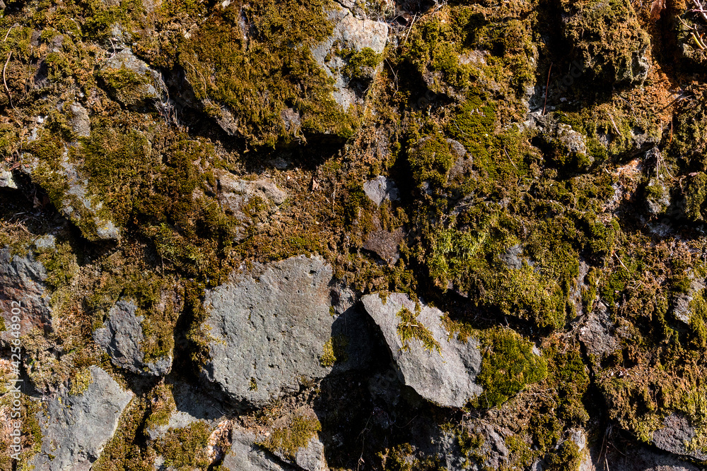 Weathered basalt boulder rock wall in gray black anthracite colors covered with moss and lichen, overgrown with moss, grouted with cement, grout. Texture without vignetting