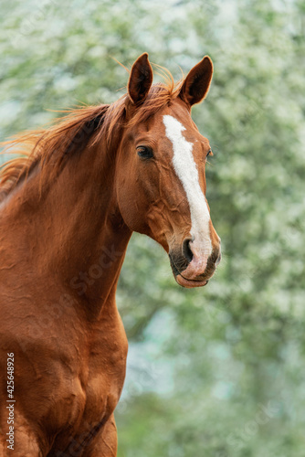 Trakehner breed horse in summer