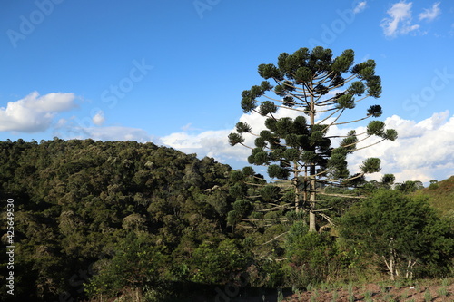 Serra da Mantiqueira, Minas Gerais, Landscape