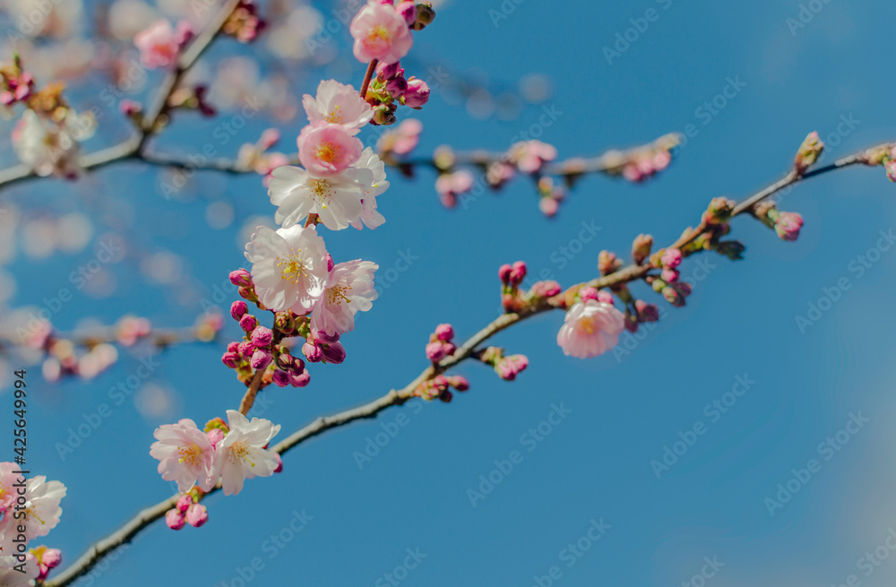 Sakura cherry blossom branch on blue sky background Sakura cherry blossom branch on blue sky background