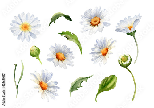 Daisy flower clipart. Watercolor romantic botanical illustration. Set of floral elements. Handpainted summer rustic wildflowers. Camomile for card, wedding invitation and other decoration