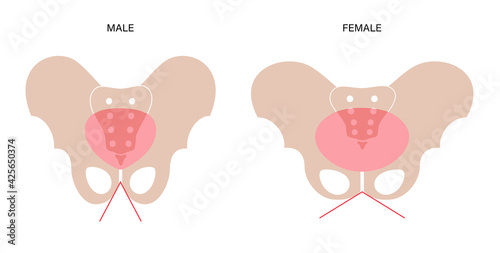 Muscular pelvis concept