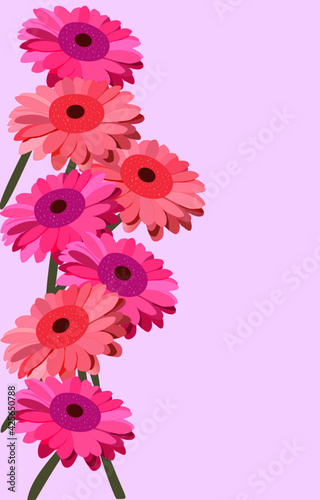 Pink and violet gerberas