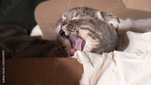 The scottish fold cat has woken up and is yawning in the box