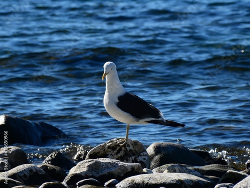 Gaviota Cocinera (Larus dominicanus) en Bariloche, Argentina photo