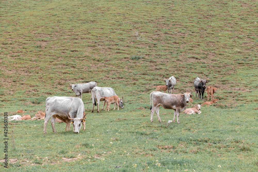 Cows graze on green farm pasture. Domestic animals graze on meadow. Podolica cow or mucca Podolica with her calf. regione Campania, South Italy