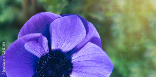 Slika na platnu Top view blue Anemone coronaria 'Mr