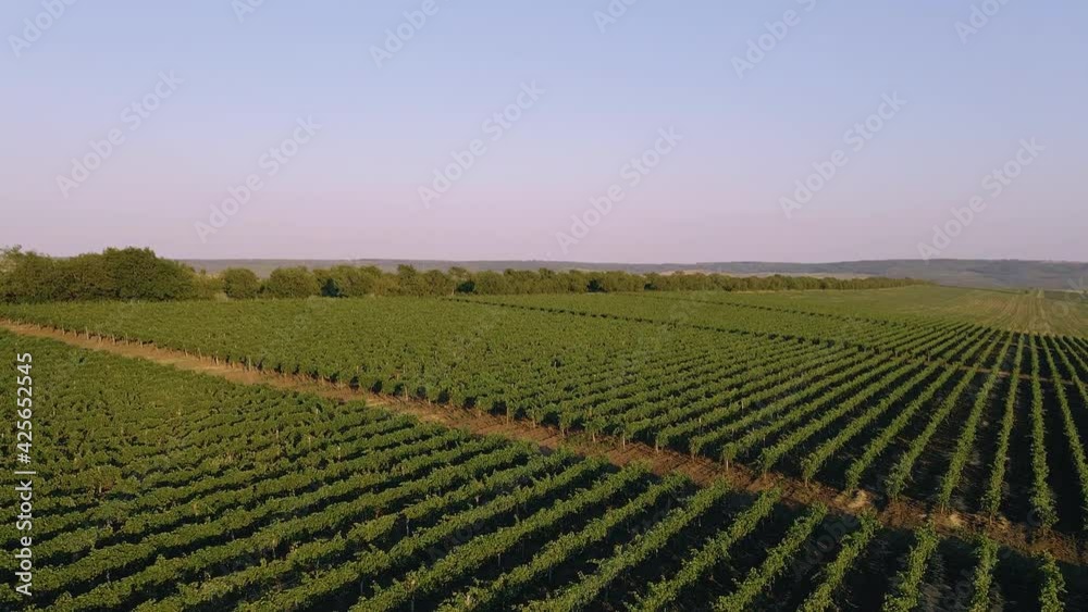 Green vineyard in summer - large plantation with rows of grape-bearing vines grown for winemaking. Green vineyard in summer - large plantation with rows of grape-bearing vines grown for winemaking.