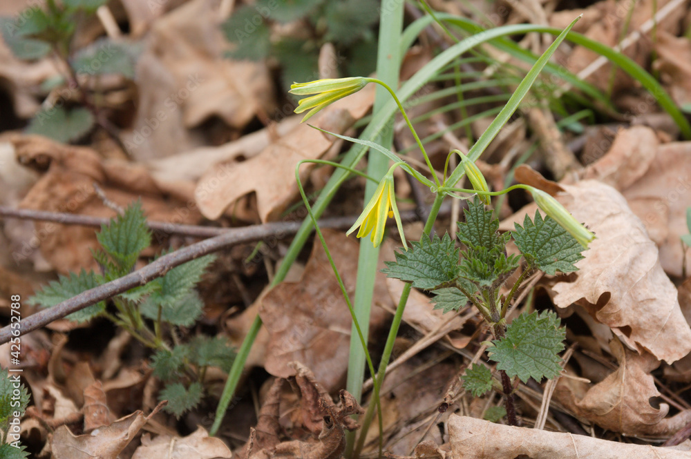 Złoć żółta, Gagea lutea, yellow star-of-Bethlehem Złoć żółta, Gagea lutea, yellow star-of-Bethlehem