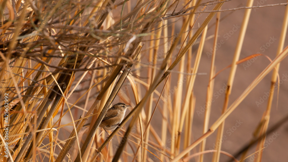 A marsh wren sings as it perches on winter brown cattails on the edge of a pond. A marsh wren sings as it perches on winter brown cattails on the edge of a pond.