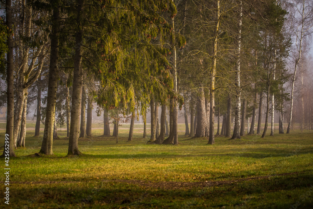 Obraz premium A beautiful morning scene with fog in the town park. Soft, diffused light over the trees in misty park. Springtime scenery of Northern Europe.