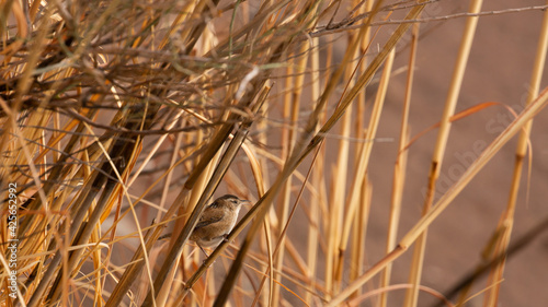 A marsh wren sings as it perches on winter brown cattails on the edge of a pond.