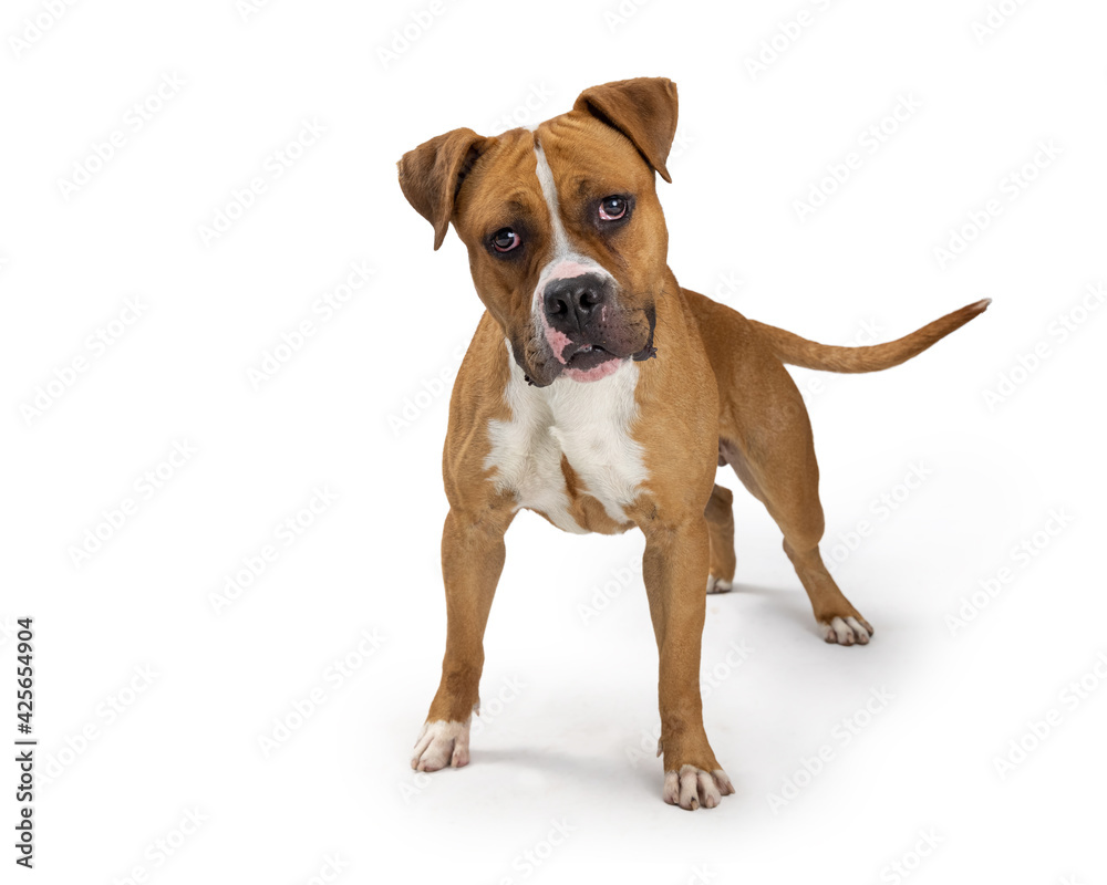 Boxer Crossbreed Dog Standing Looking at Camera