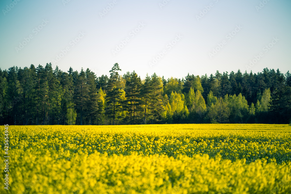 A beautiful yellow canola fields during springtime. Blooming rapeseed fields in Northern Europe. Springtime landscape of cultivated fields.